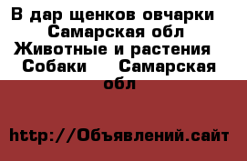 В дар щенков овчарки - Самарская обл. Животные и растения » Собаки   . Самарская обл.